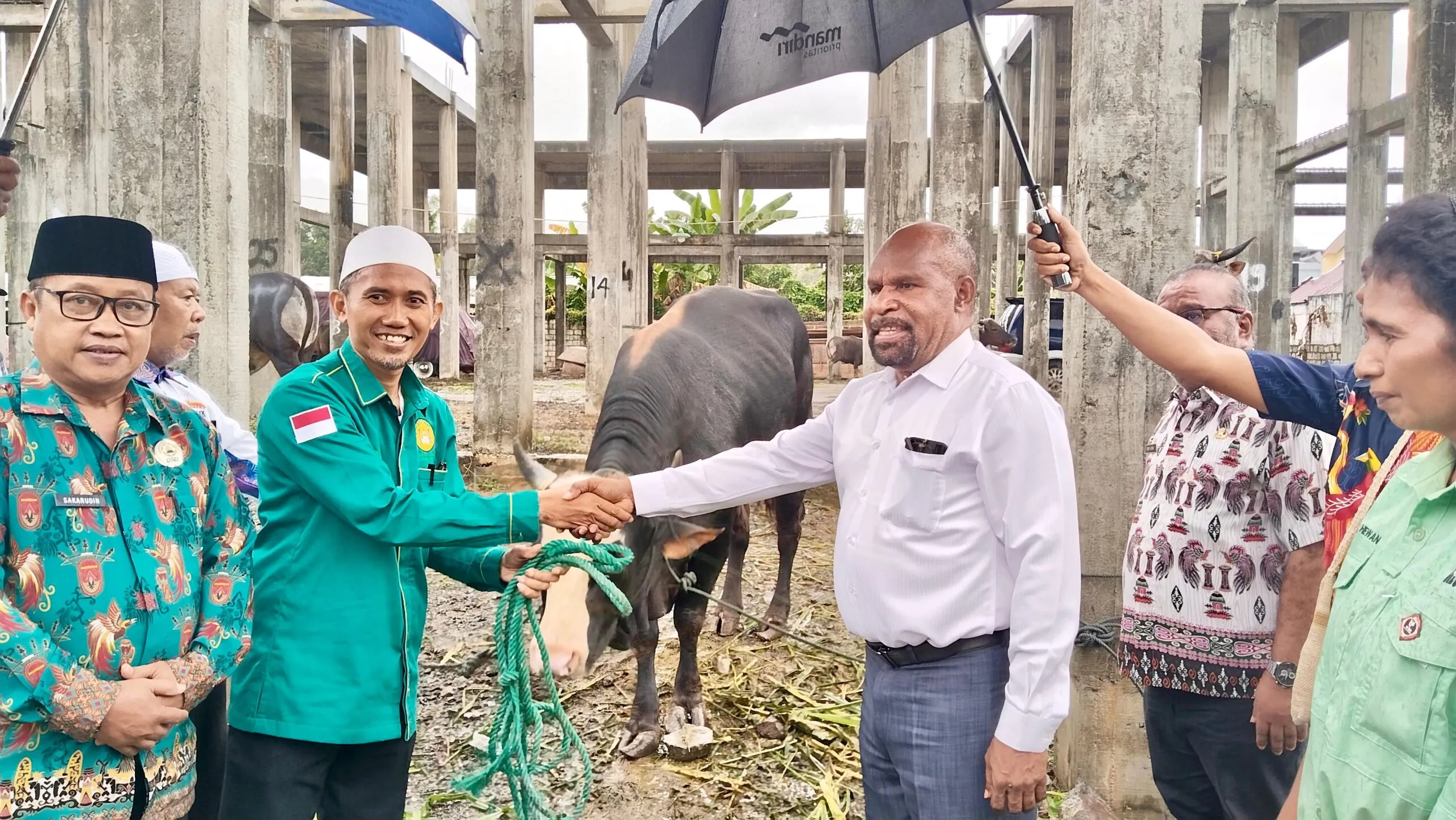 Pemkab Jayapura Serahkan 11 Ekor Sapi Hewan Kurban di Masjid Agung Al Aqsha Sentani