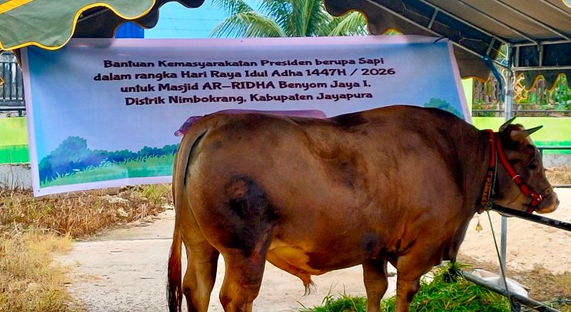 Hewan kurban bantuan Presiden dan bantuan Pemerintah Kabupaten Jayapura tahun 2026.