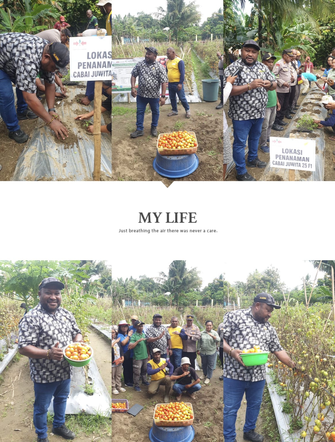 Kepala Distrik Sentani, Jack J. Puraro, M.Si., melakukan Penanaman Cabai Juwita sekaligus memanen buah Tomat di lahan kebun milik Bapak Ader Felle, Kampung Yahim, Distrik Sentani. Sabtu (23/5/2026)
